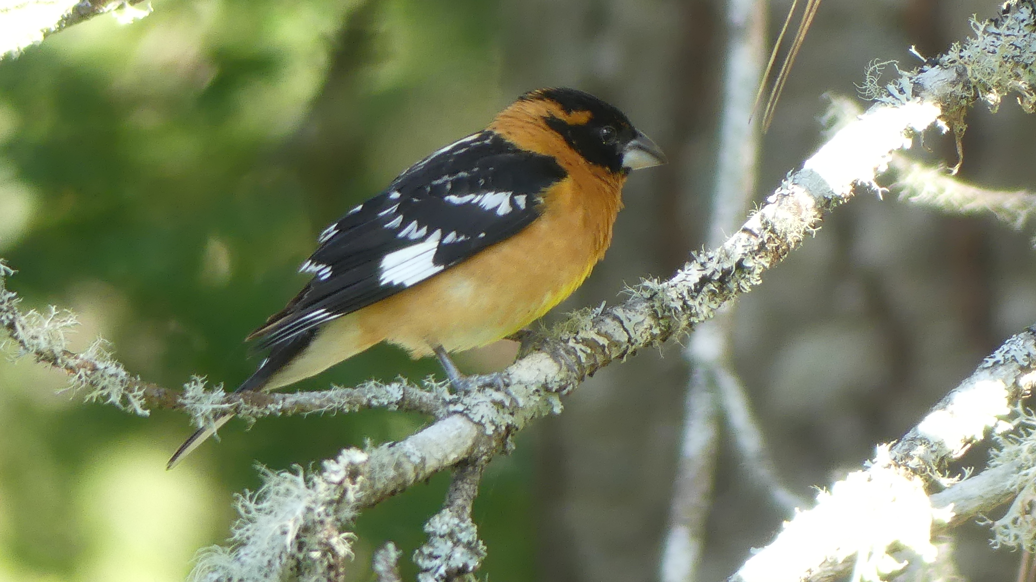 Black-headed Grosbeak