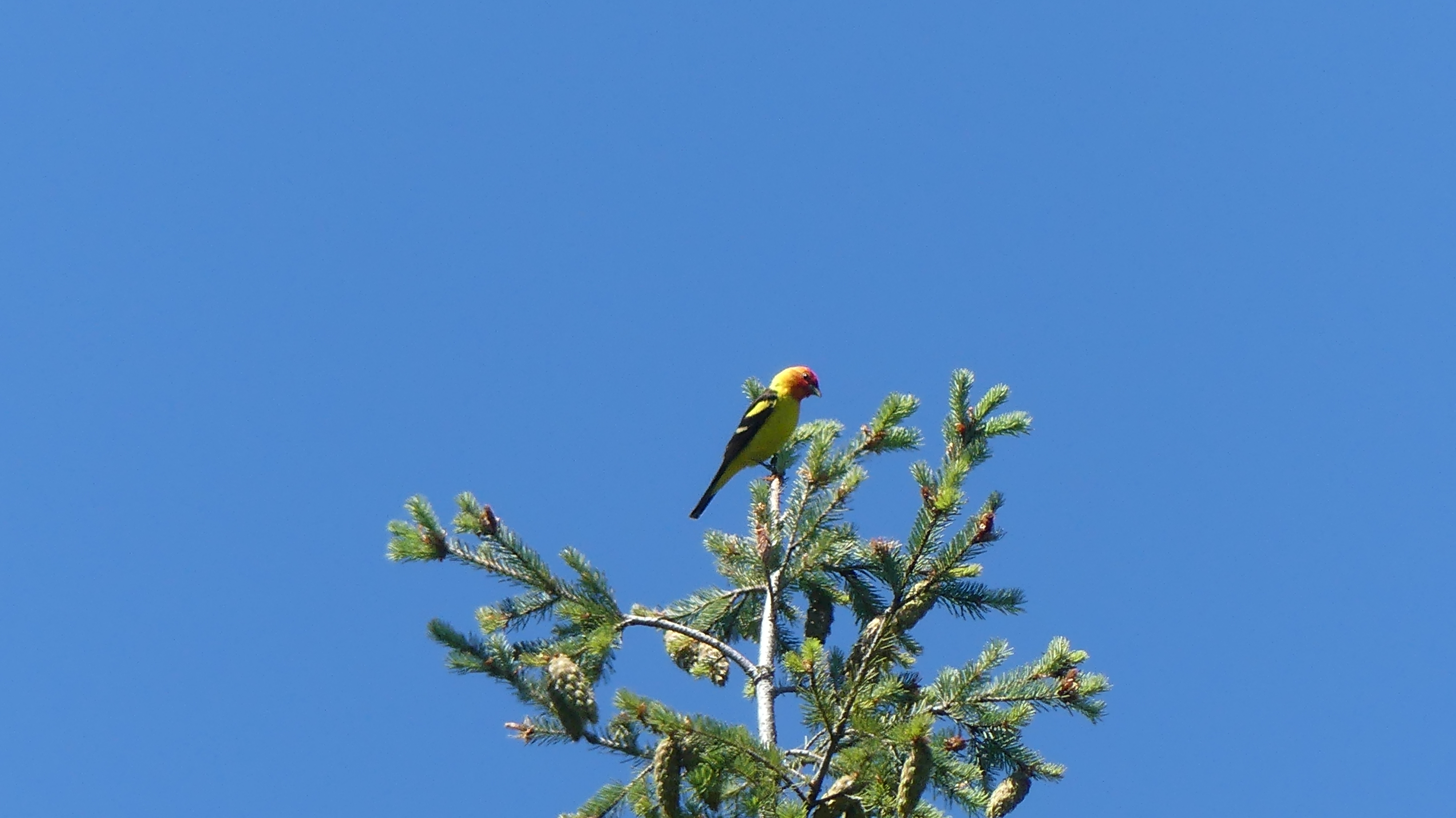 Western Tanager
