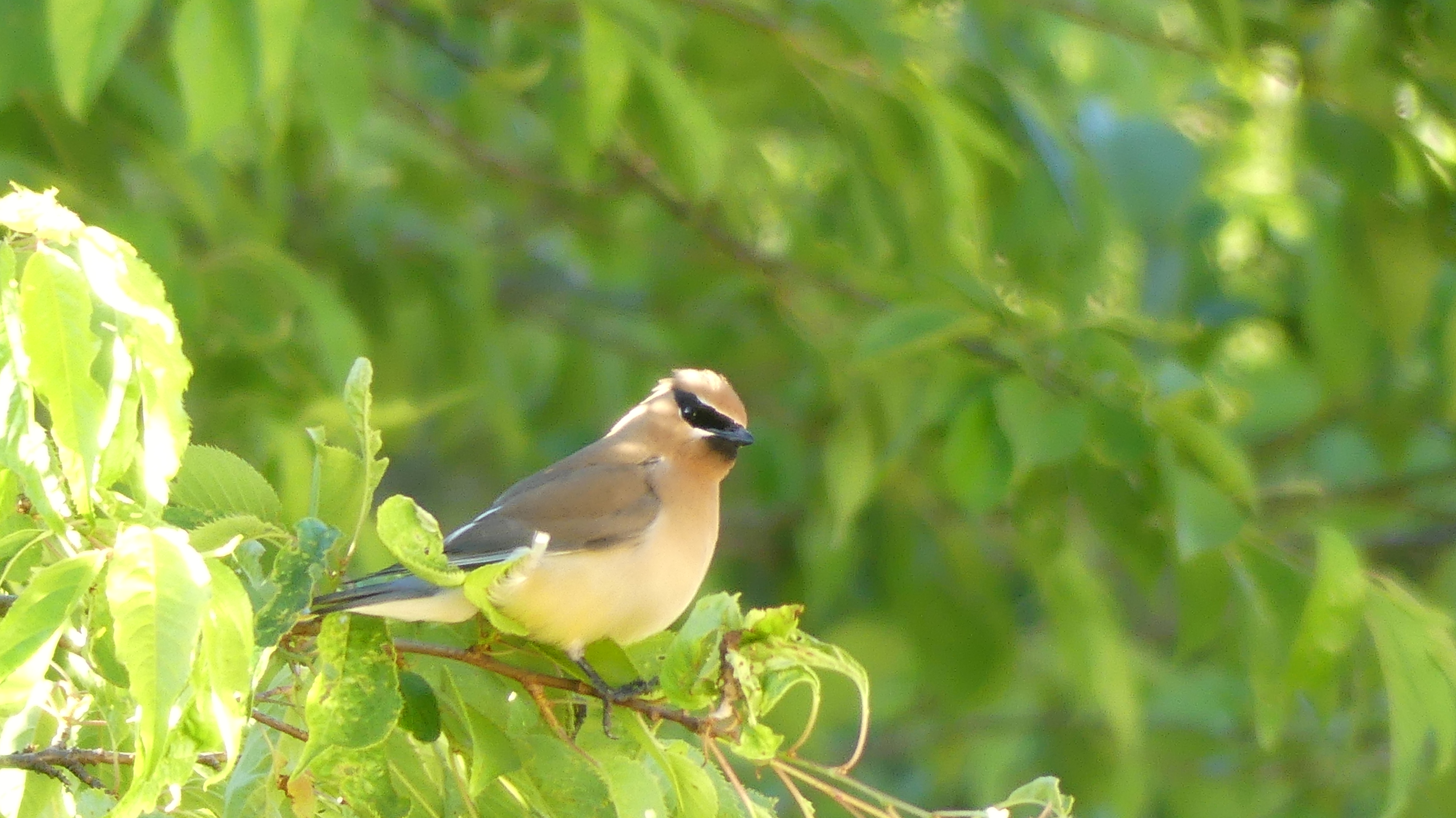 Cedar Waxwing