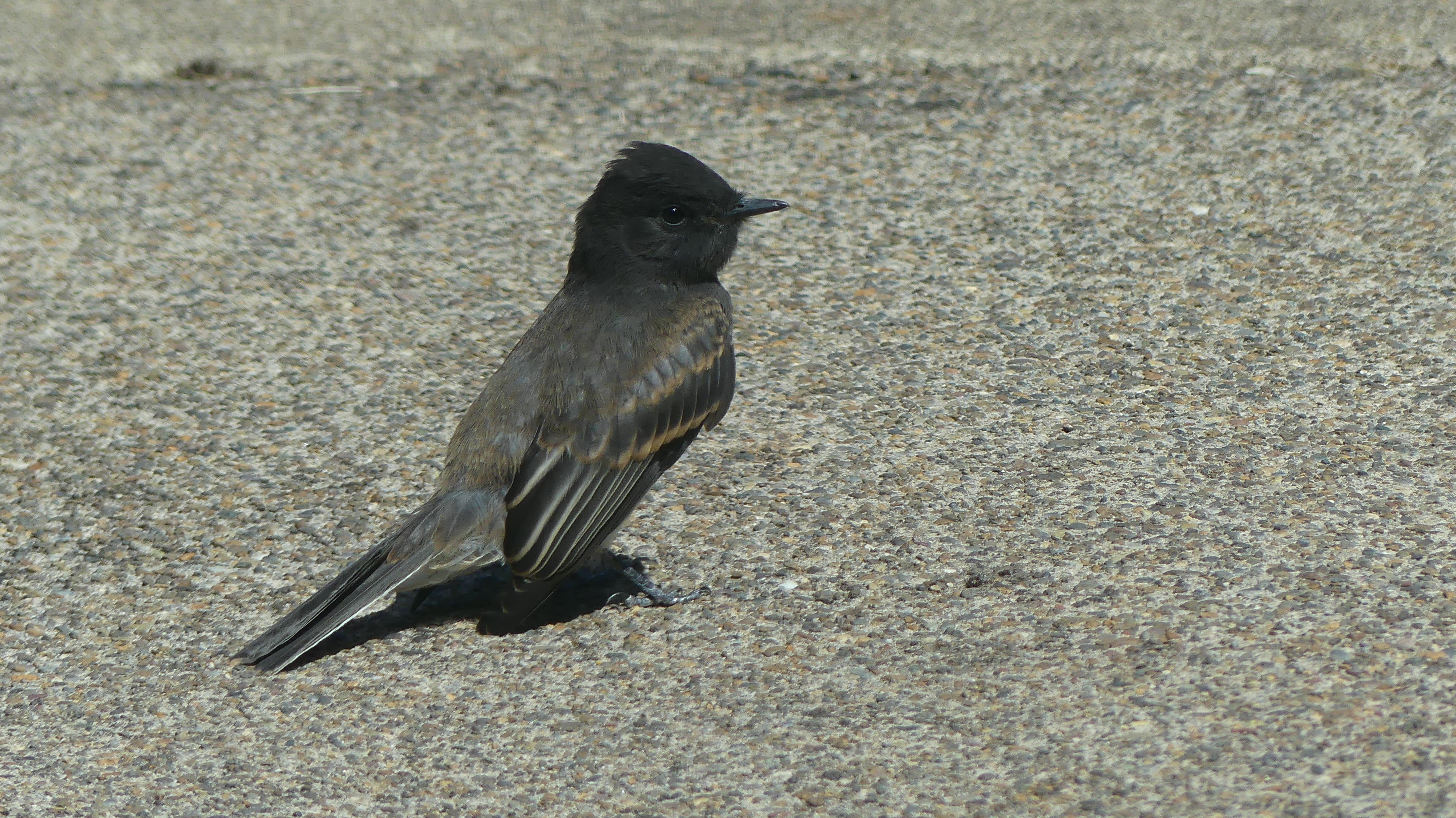 Black Phoebe