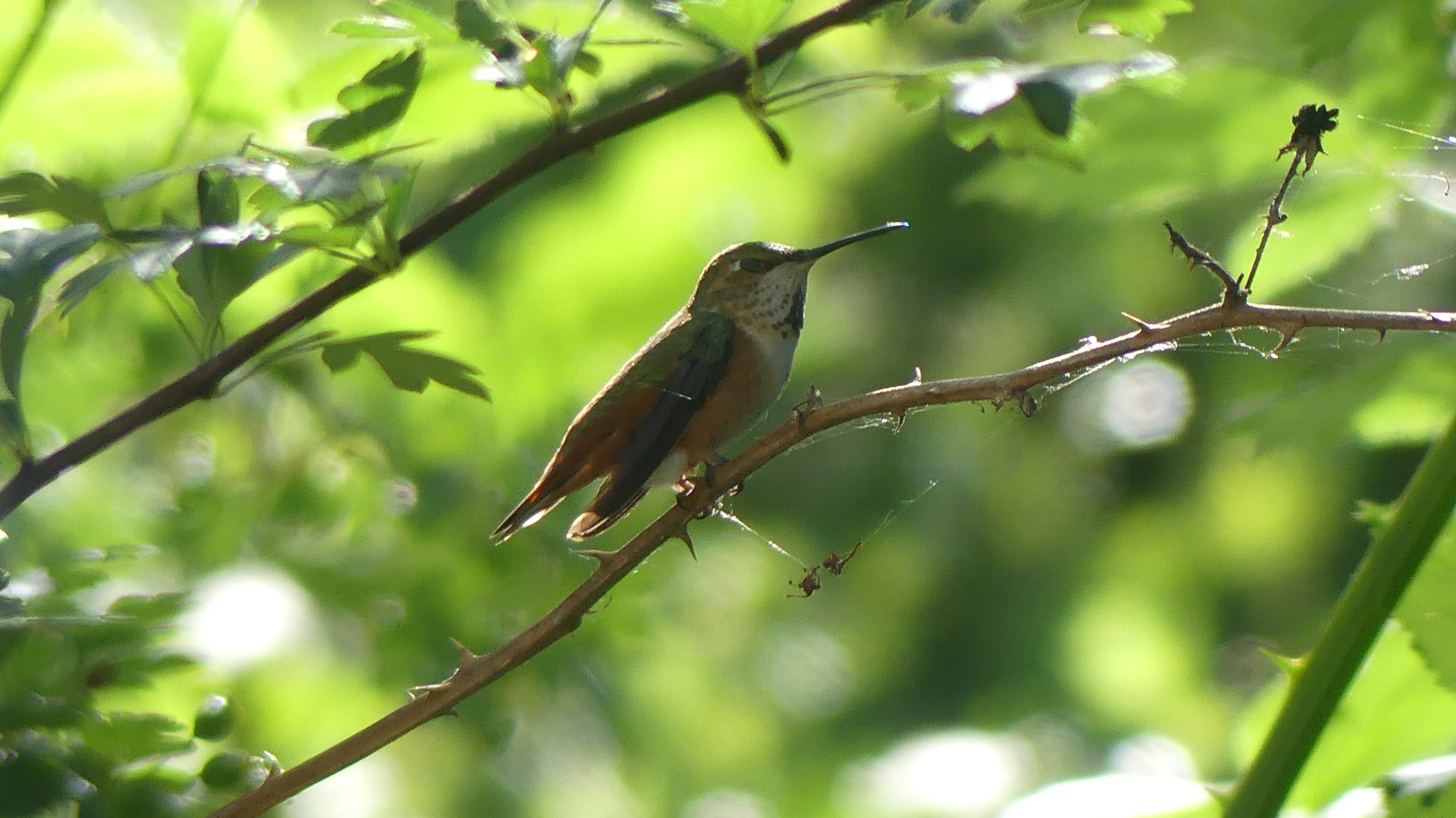 Rufous Hummingbird