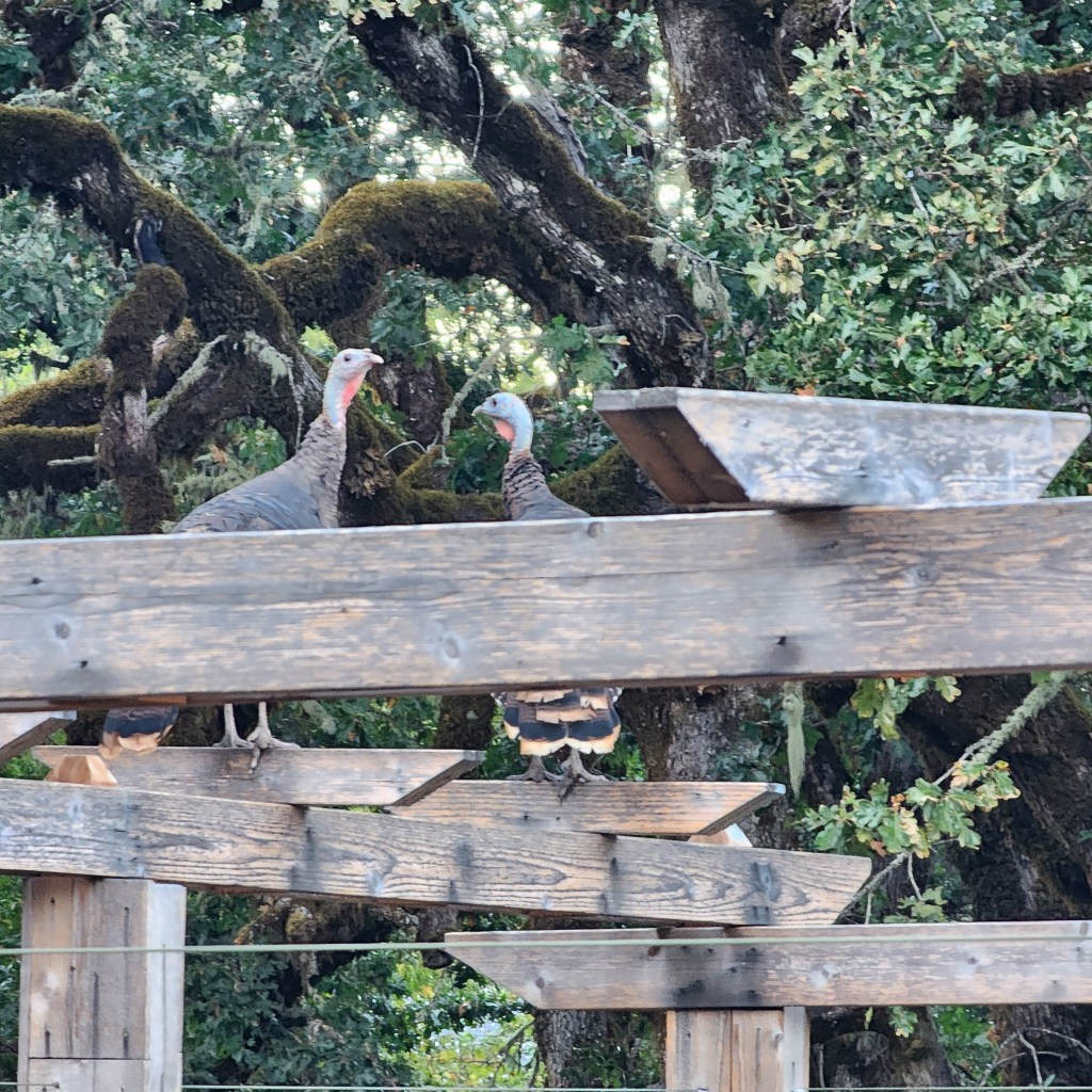 Two Wild Turkeys on fence post